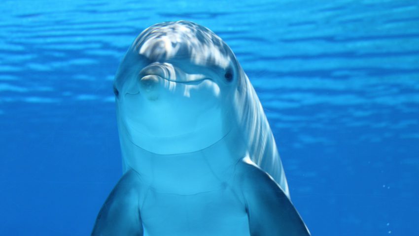 dolphin-203875_1280