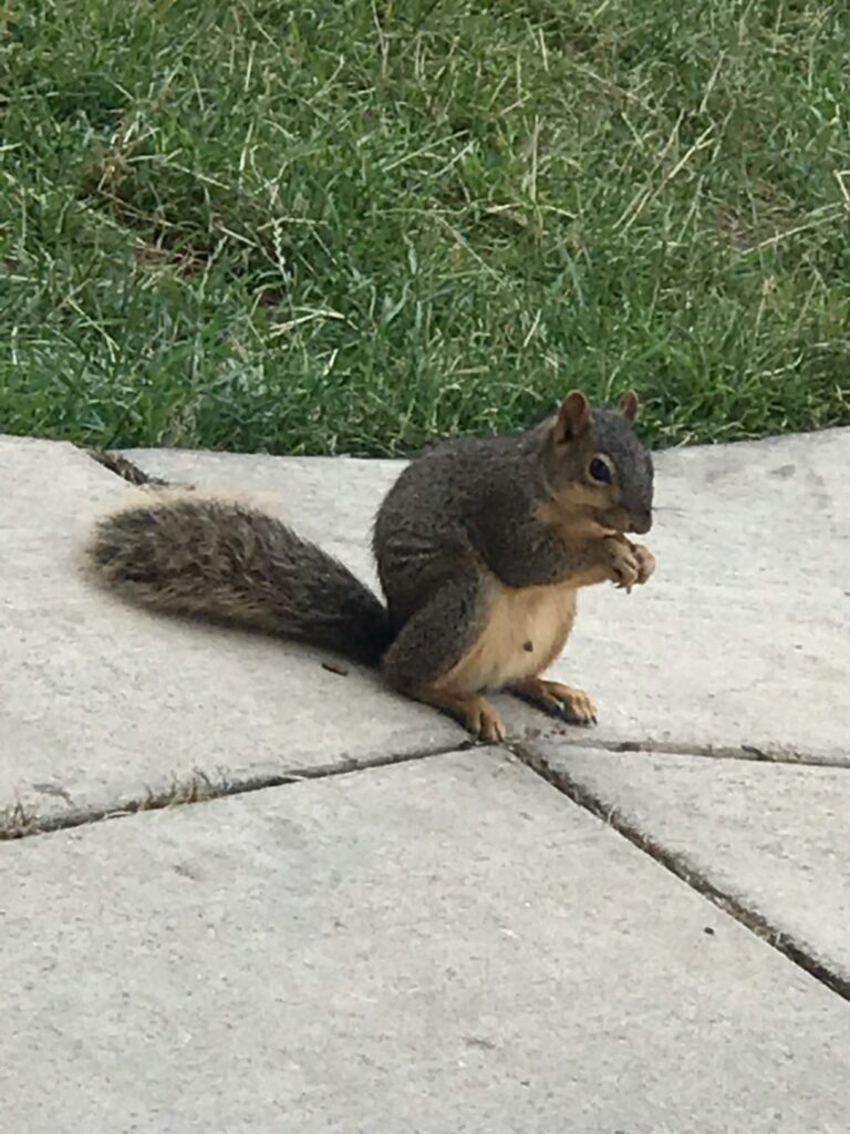 ミシガン大学のリス