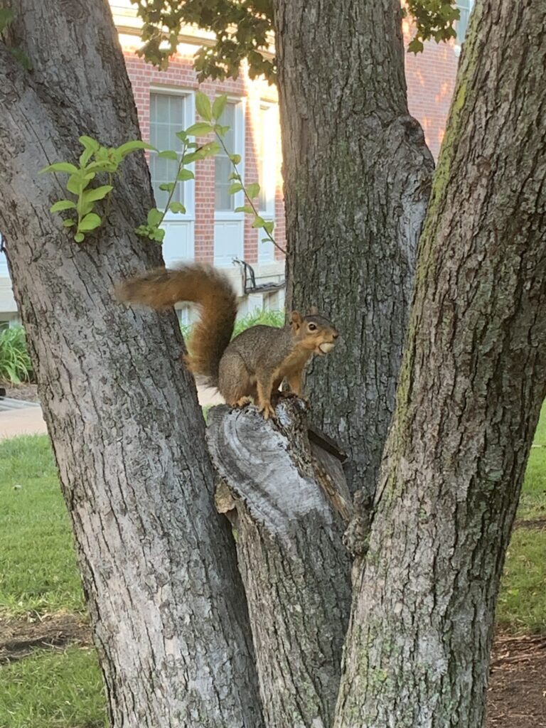 ネブラスカウェスリアン大学(Nebraska Wesleyan University)のキャンパス